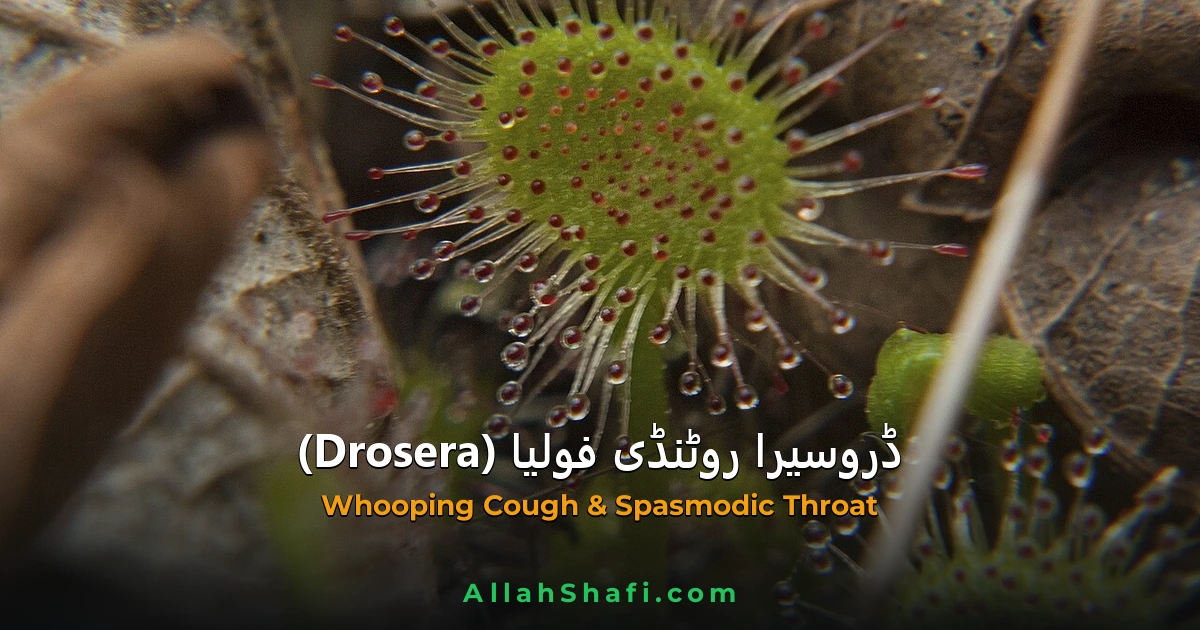 ڈروسیرا روٹنڈی فولیا (Drosera Rotundifolia) — ہومیوپیتھک دوا کا مکمل تعارف