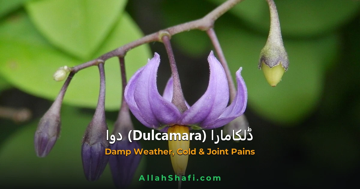ڈلکامارا (Dulcamara) — ہومیوپیتھک دوا کا مکمل تعارف