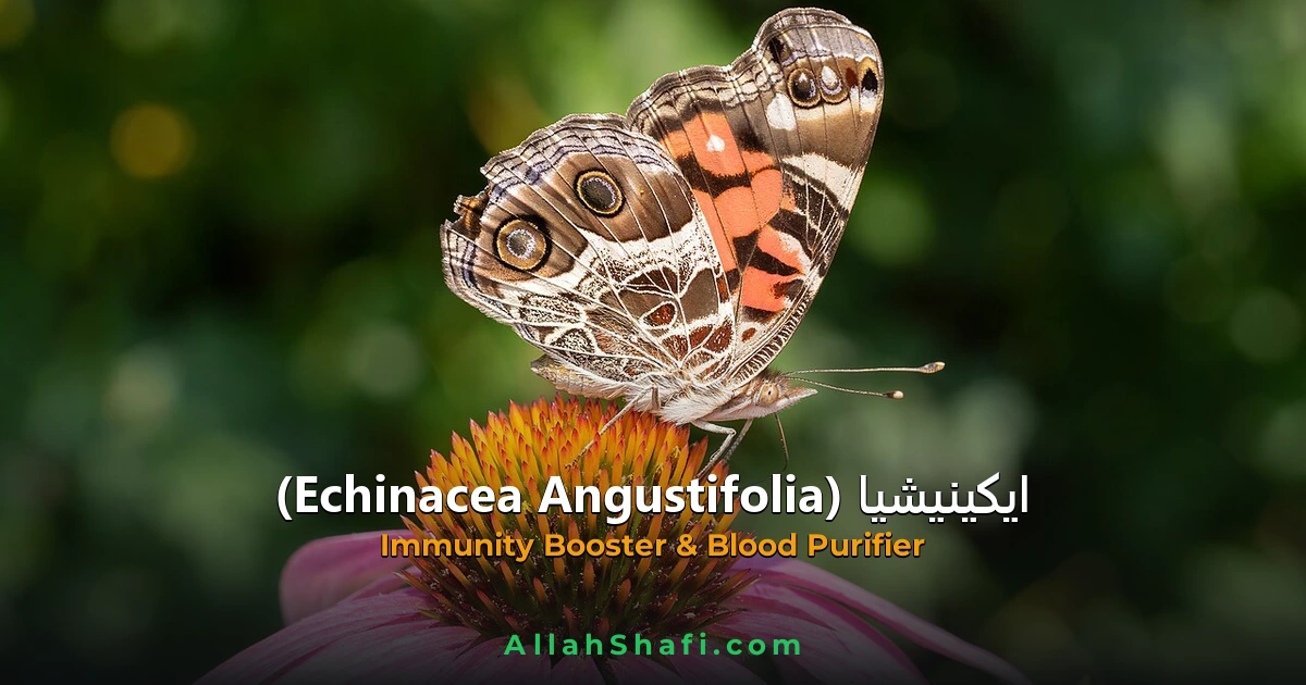 Echinacea Angustifolia (Echinacea Angustifolia) — ہومیوپیتھک دوا کا مکمل تعارف