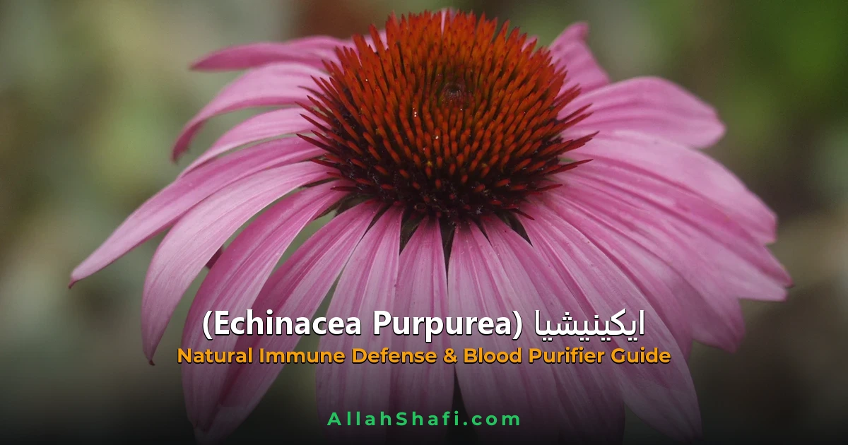 Echinacea  Angustifolia/Purpurea