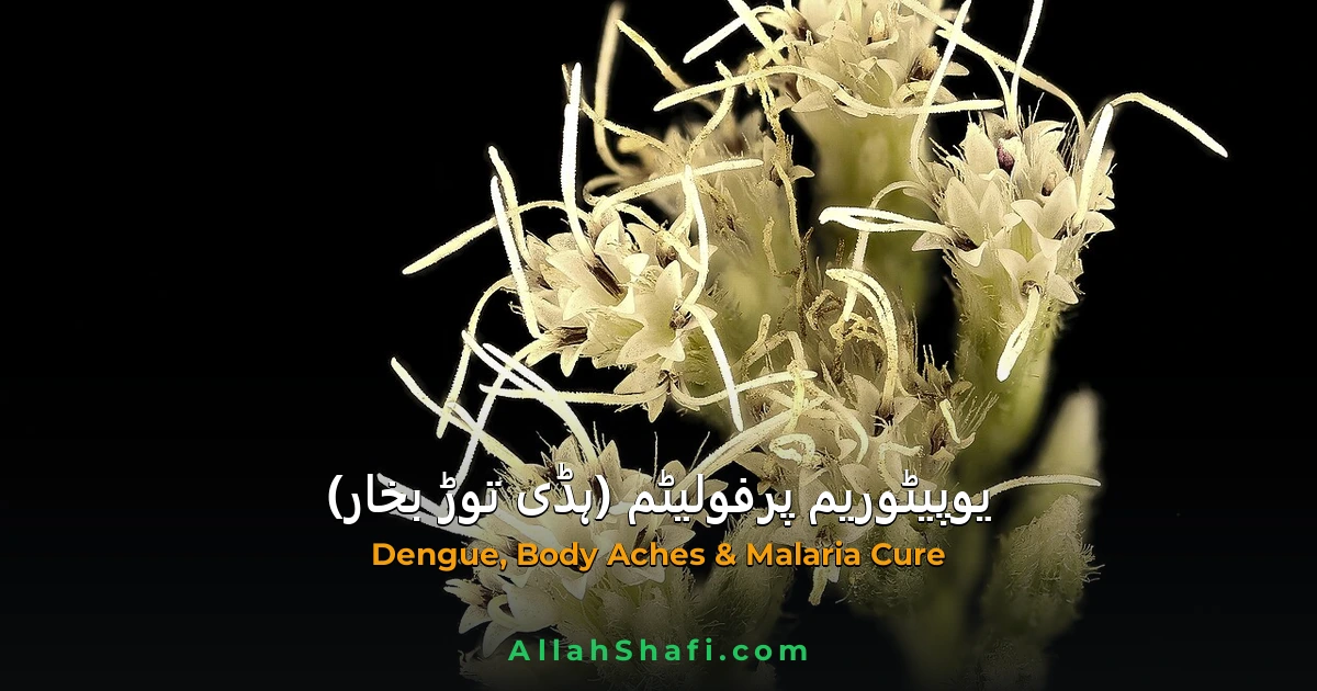 eupatorium perfoliatum fever ur feat