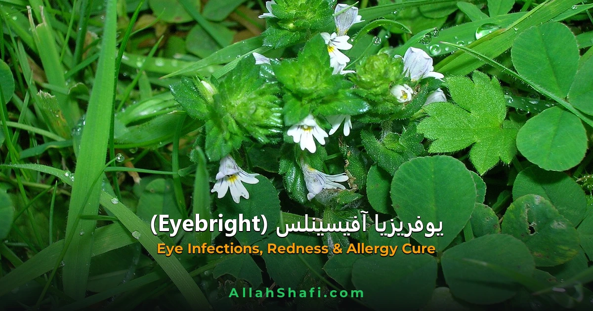 یوفریزیا آفیسینلس (Euphrasia Officinalis) — ہومیوپیتھک دوا کا مکمل تعارف