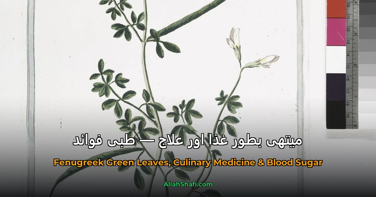 میتھی بطور غذا اور علاج — طبی فوائد