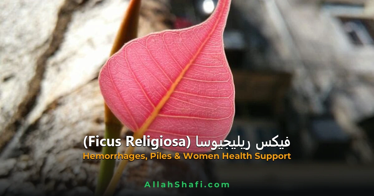 فیکس ریلیجیوسا (Ficus Religiosa): خون بہنے، بواسیر اور نسوانی امراض کا ہومیوپیتھک و ہربل علاج