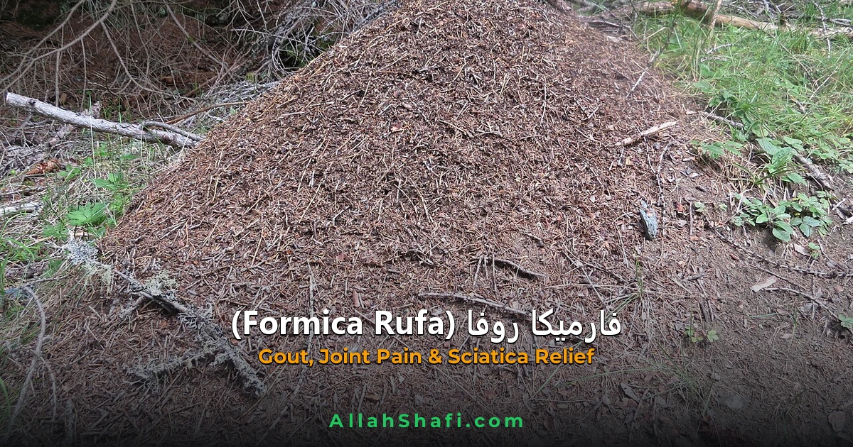 Formica Rufa (Formica Rufa) — ہومیوپیتھک دوا کا مکمل تعارف