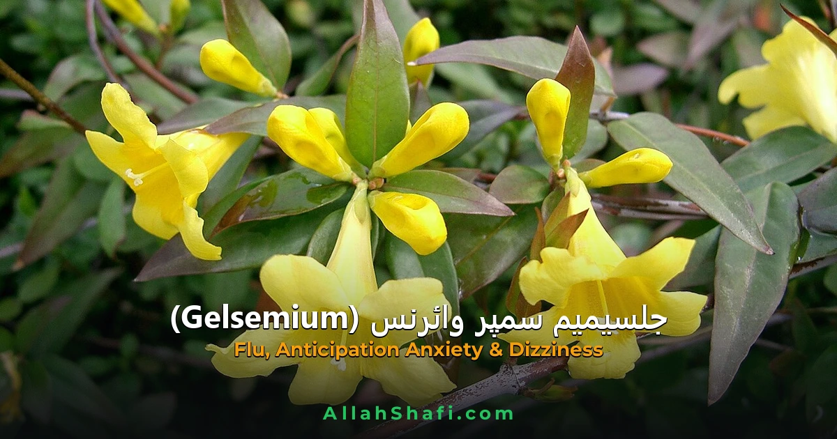 جلسیمیم سمپر وائرنس (Gelsemium) — مکمل ہومیوپیتھک گائیڈ | علامات، موڈیلٹیز، خوراک اور ادویاتی تعلقات