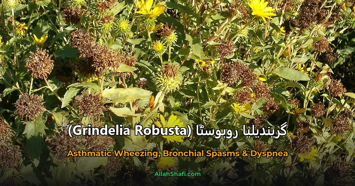 گریندیلیا روبوسٹا (Grindelia Robusta)