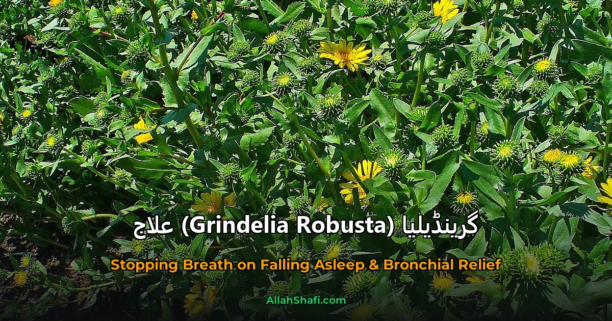 گرینڈیلیا (Grindelia Robusta) علاج