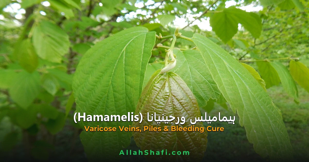 ہیمامیلس ورجینیانا (Hamamelis Virginiana) — ہومیوپیتھک دوا کا مکمل تعارف