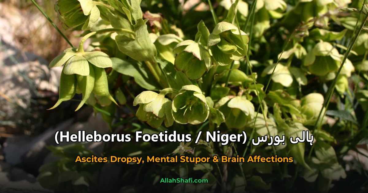 ہالی بورس (Helleborus Foetidus / Niger)