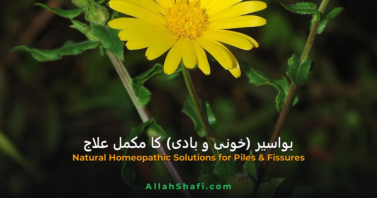 بواسیر (خونی و بادی) اور مسوں کا مکمل ہومیوپیتھک و قدرتی علاج
