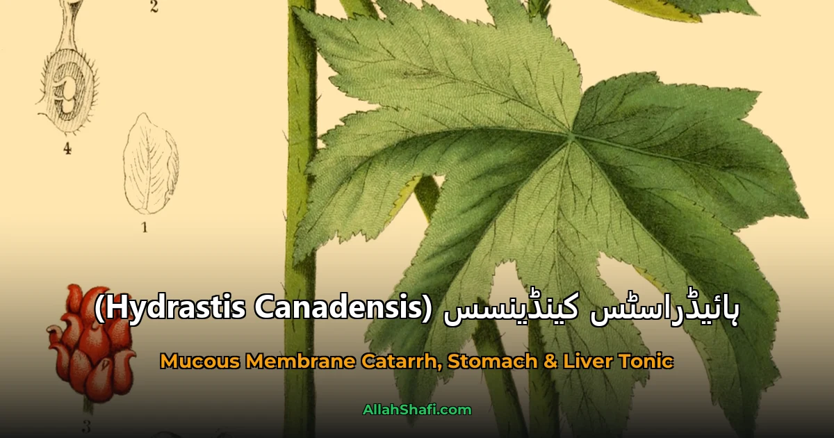 ہائیڈراسٹس کینڈینسس (Hydrastis Canadensis)