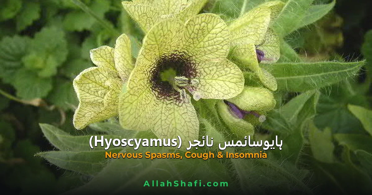 Hyoscyamus Niger (Hyoscyamus Niger) — ہومیوپیتھک دوا کا مکمل تعارف