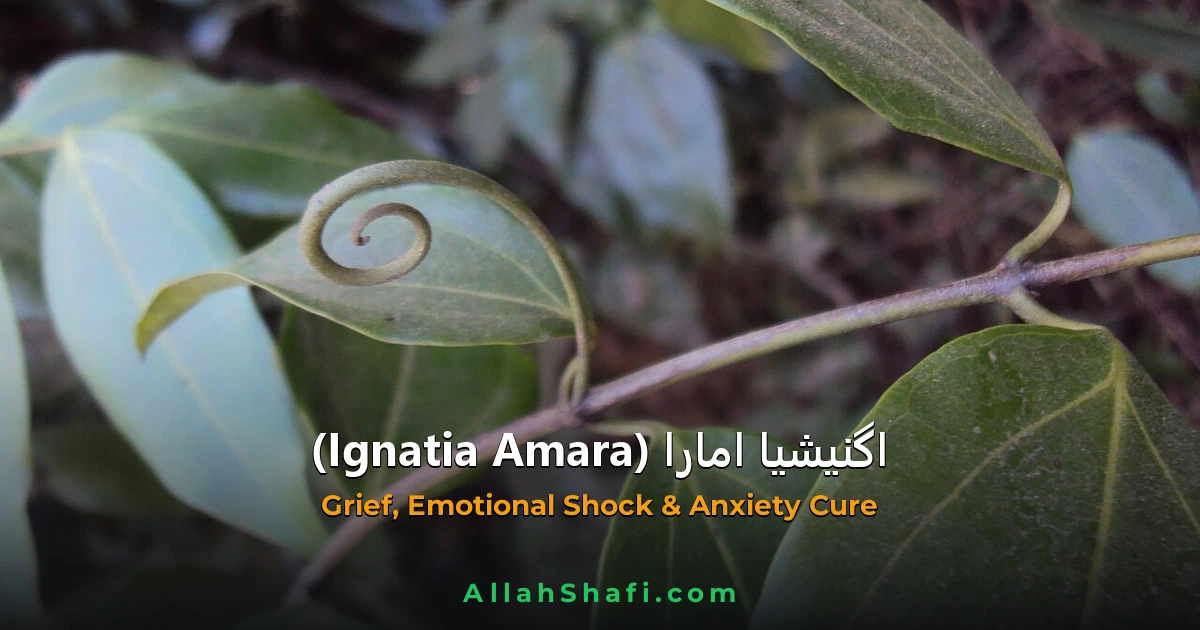 اگنیشیا امارا (Ignatia Amara) — ہومیوپیتھک دوا کا مکمل تعارف