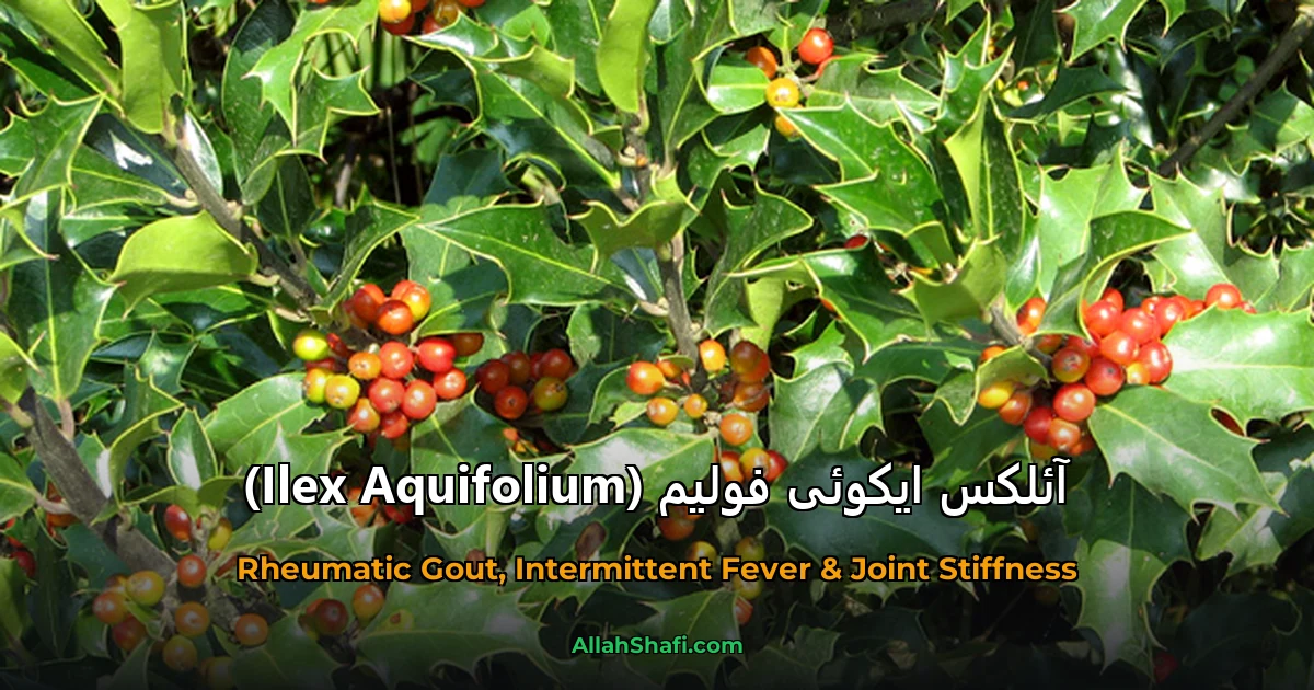 آئلکس ایکوئی فولیم (Ilex Aquifolium)