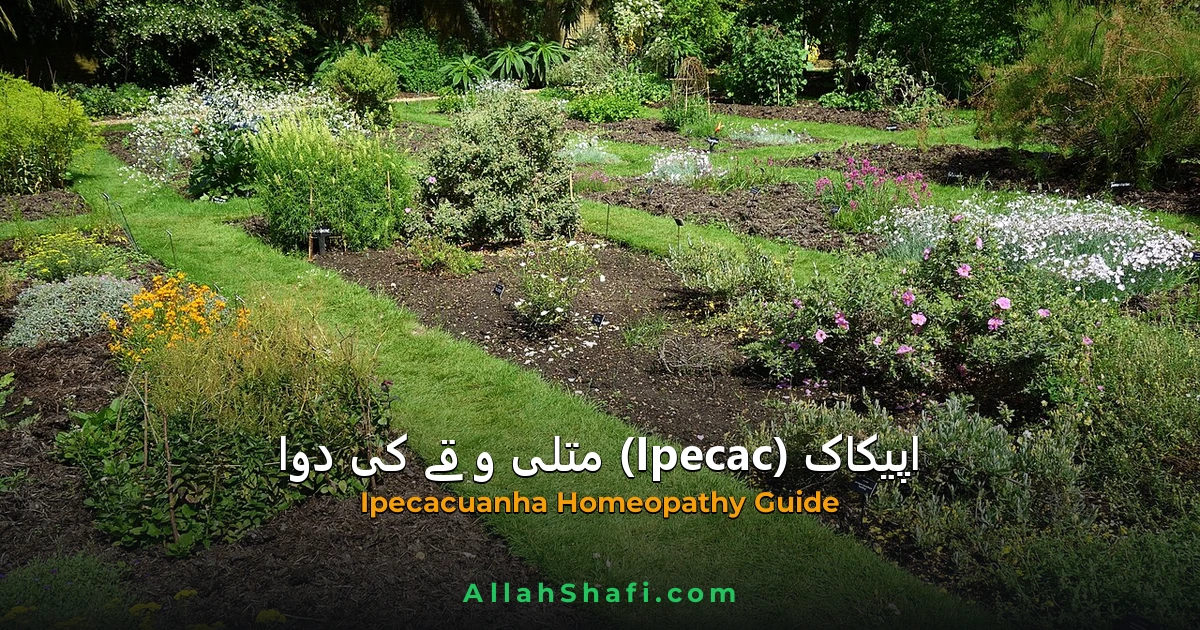 اپیکاک (Ipecacuanha) — ہومیوپیتھک دوا کا مکمل تعارف