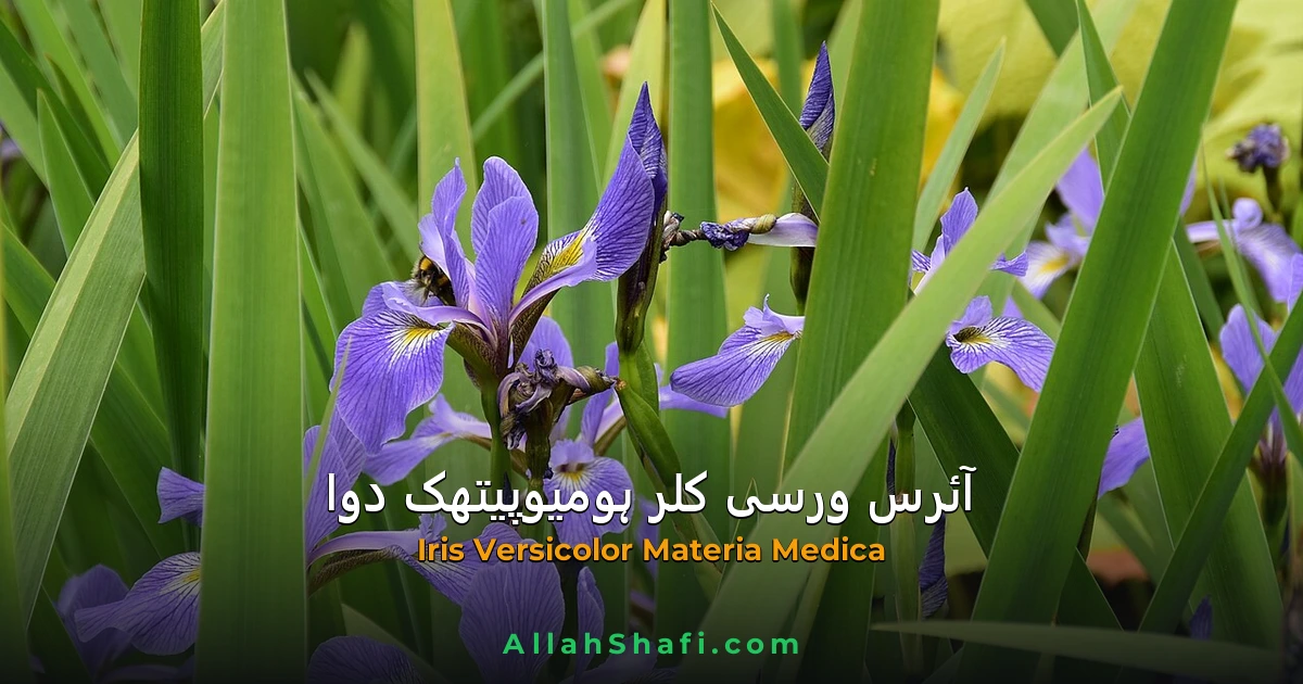 آئرس ورسی کلر (Iris Versicolor) — ہومیوپیتھک دوا کا مکمل تعارف