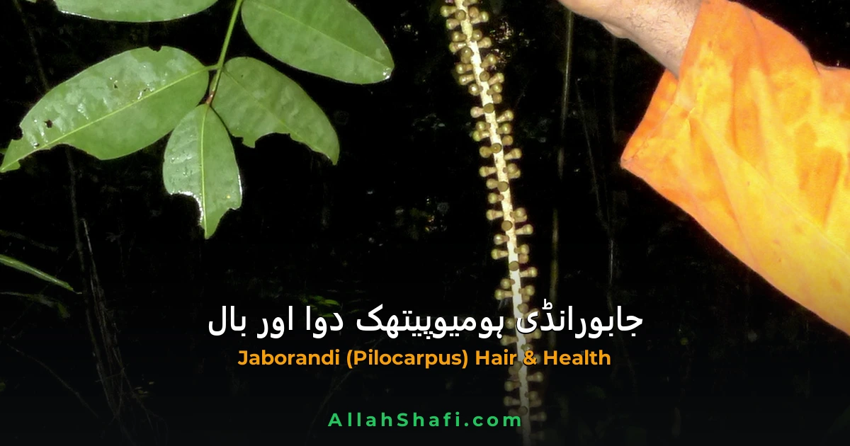 Jaborandi (Jaborandi) — ہومیوپیتھک دوا کا مکمل تعارف