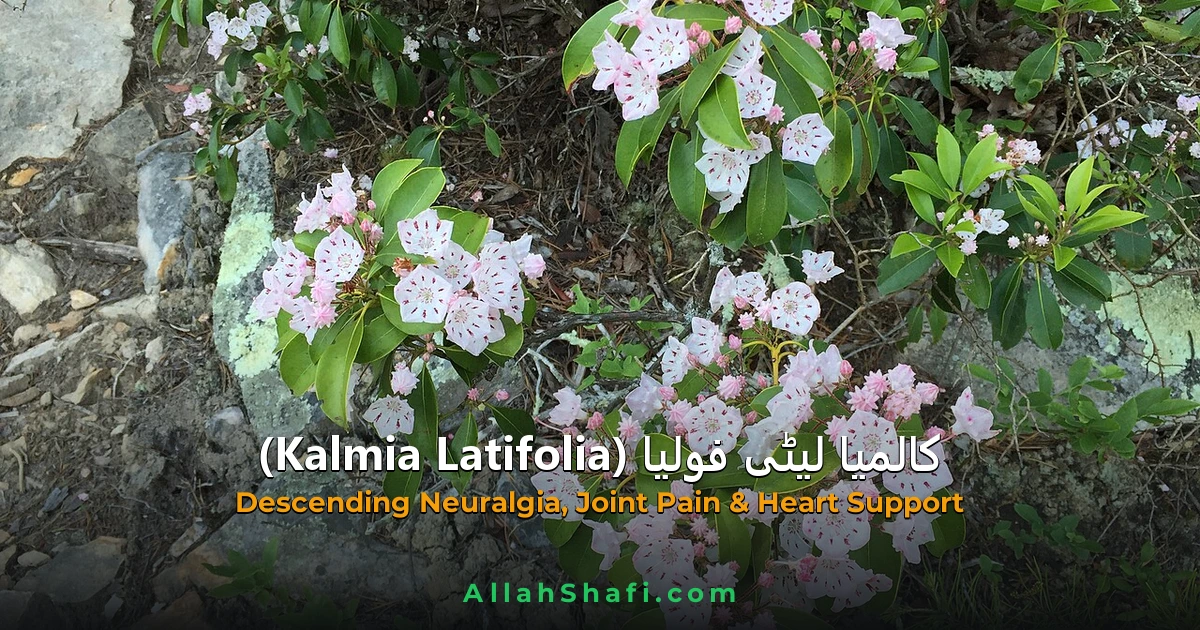 کالمیا لیٹی فولیا (Kalmia Latifolia) — ہومیوپیتھک دوا کا مکمل تعارف