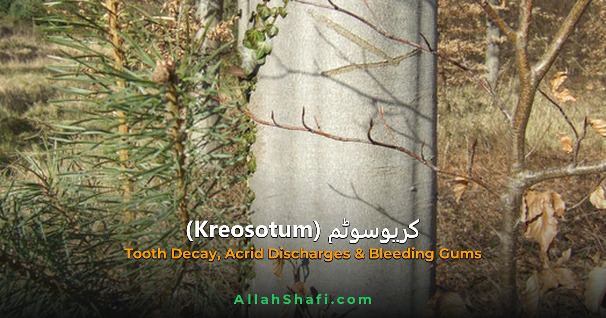 Kreosotum (Kreosotum) — ہومیوپیتھک دوا کا مکمل تعارف
