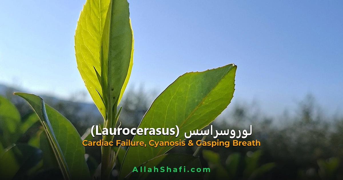 Laurocerasus (Laurocerasus) — ہومیوپیتھک دوا کا مکمل تعارف
