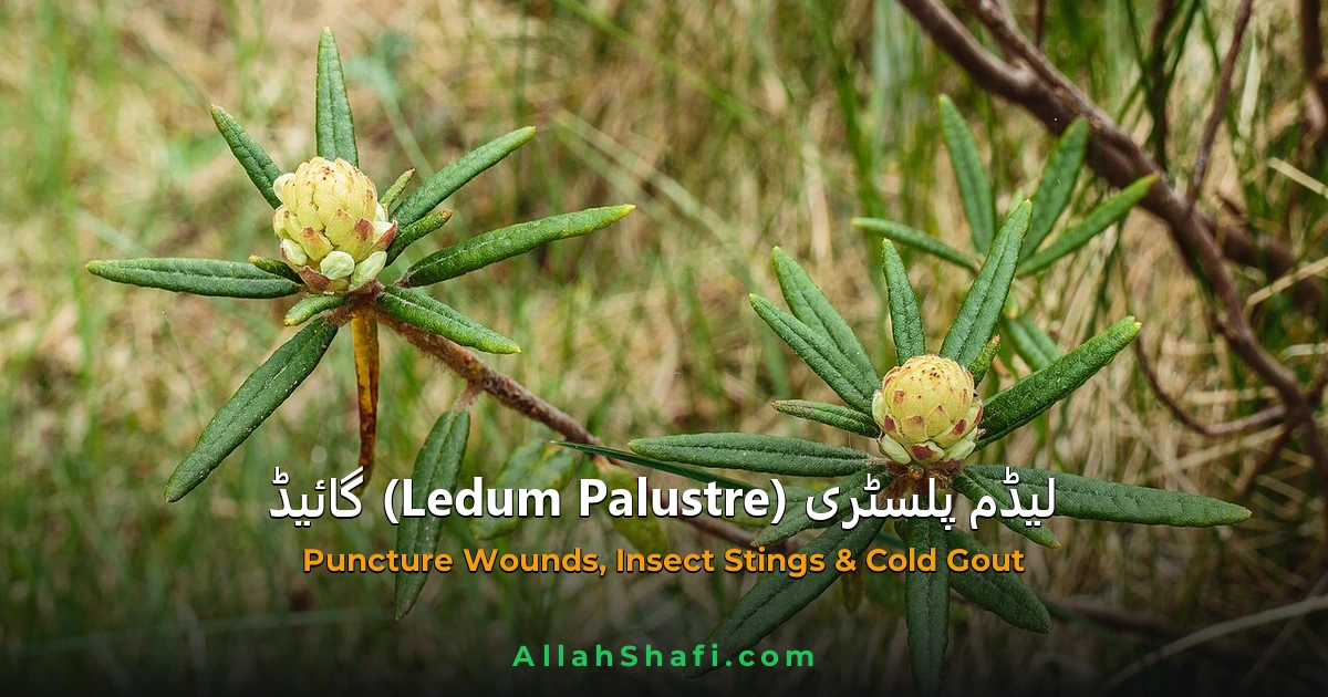 Ledum Palustre 1