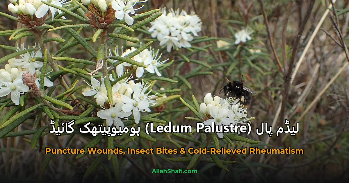 لیڈم پال (Ledum Palustre) ہومیوپیتھک گائیڈ