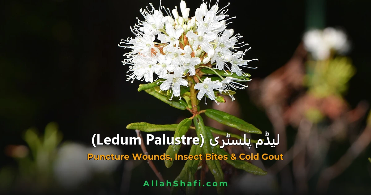 لیڈم پلسٹری (Ledum Palustre) — ہومیوپیتھک دوا کا مکمل تعارف