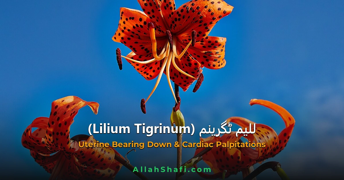 للیم ٹگرینم (Lilium Tigrinum) — ہومیوپیتھک دوا کا مکمل تعارف