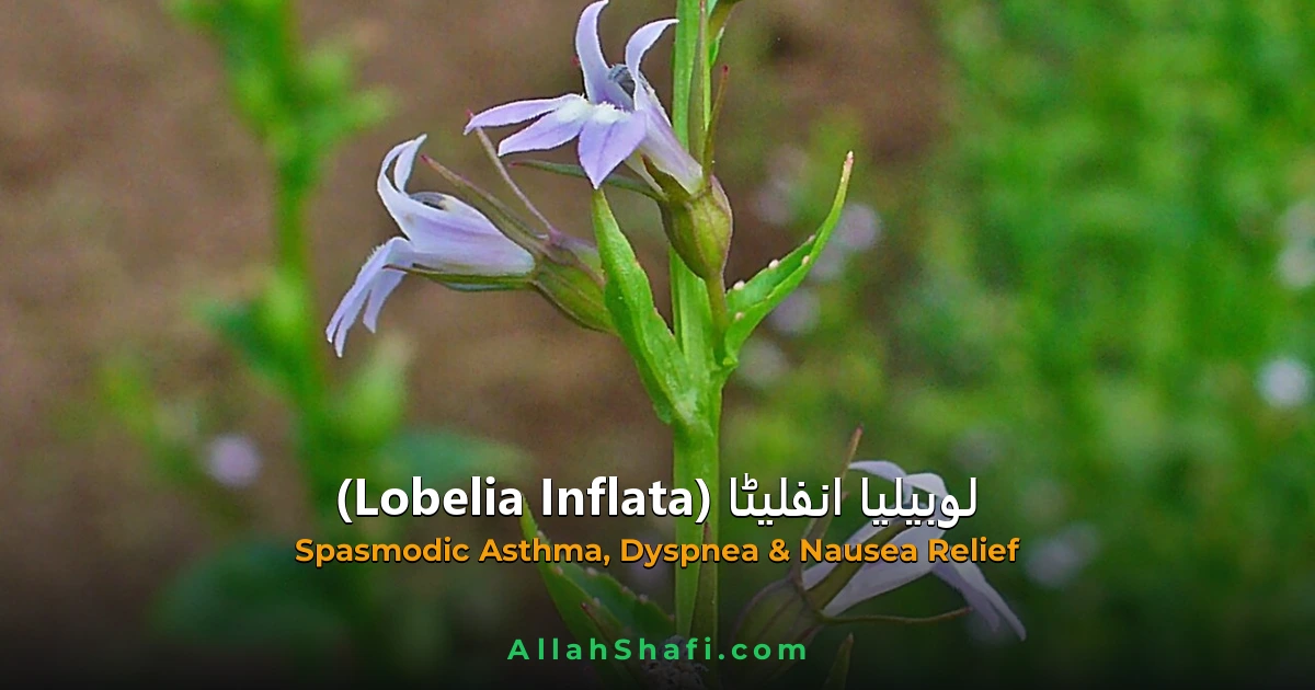 Lobelia Inflata (Lobelia Inflata) — ہومیوپیتھک دوا کا مکمل تعارف