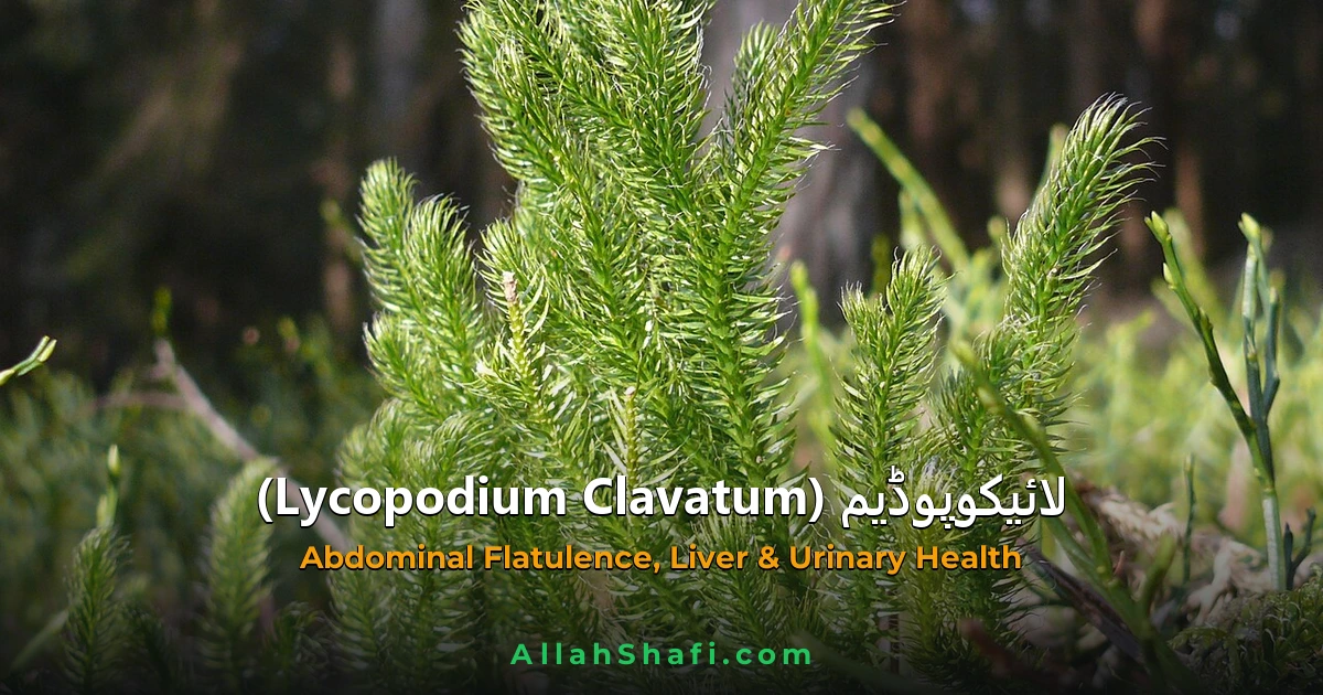 لائیکوپوڈیم (Lycopodium Clavatum) — مکمل ہومیوپیتھک گائیڈ | علامات، موڈیلٹیز، خوراک اور ادویاتی تعلقات