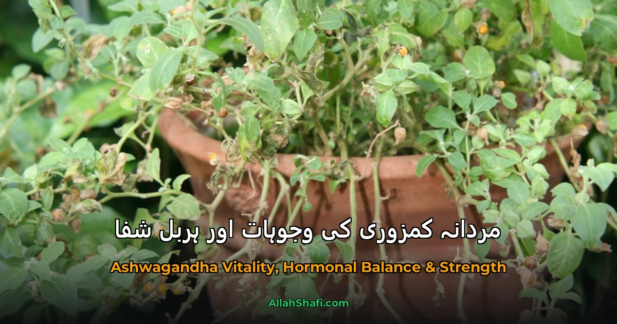 مردانہ کمزوری کی وجوہات اور ہربل شفا