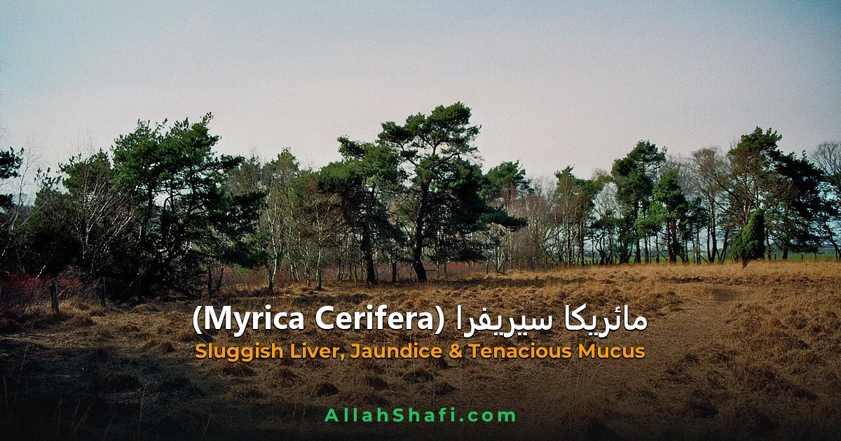 Myrica Cerifera (Myrica Cerifera) — ہومیوپیتھک دوا کا مکمل تعارف