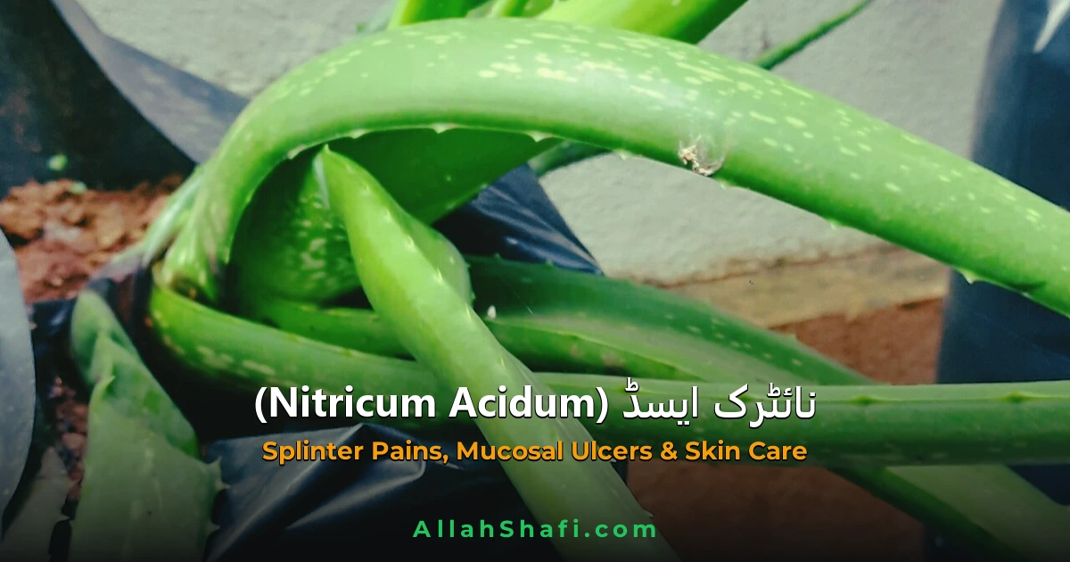 Nitricum Acidum (Nitricum Acidum) — ہومیوپیتھک دوا کا مکمل تعارف