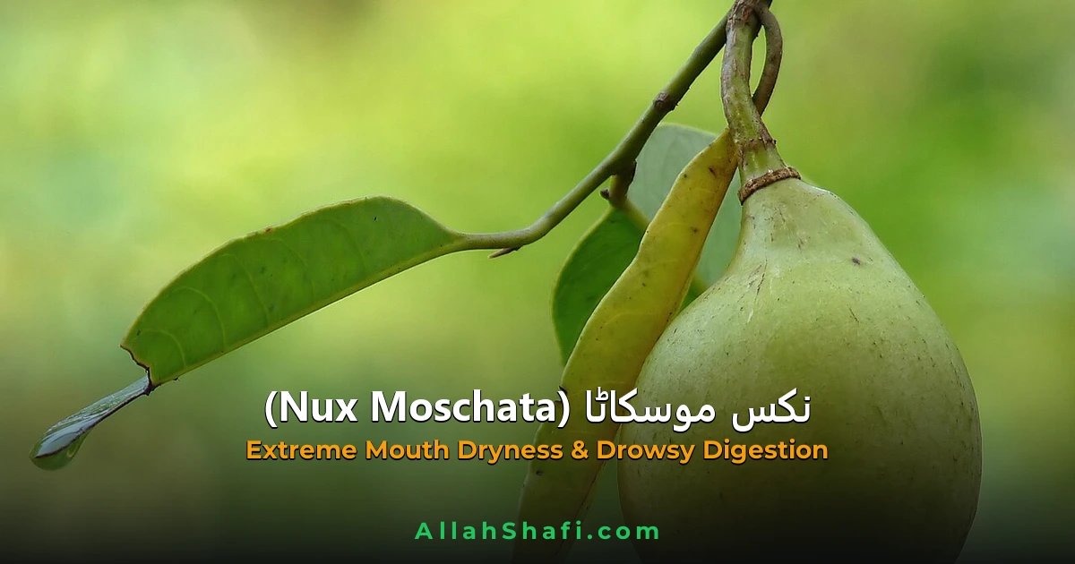 نکس موسکاٹا (Nux Moschata) — ہومیوپیتھک دوا کا مکمل تعارف
