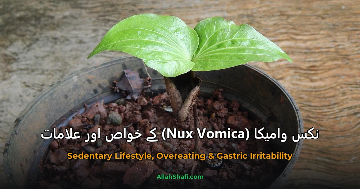 نکس وامیکا (Nux Vomica) کے خواص اور علامات