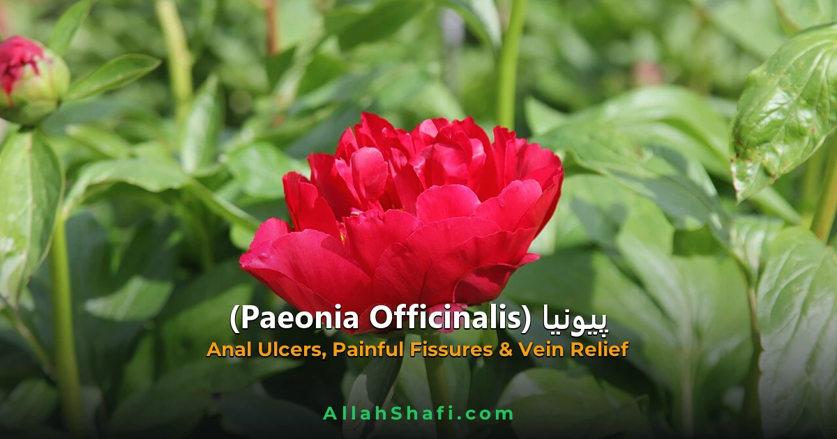 Paeonia Officinalis (Paeonia Officinalis) — ہومیوپیتھک دوا کا مکمل تعارف