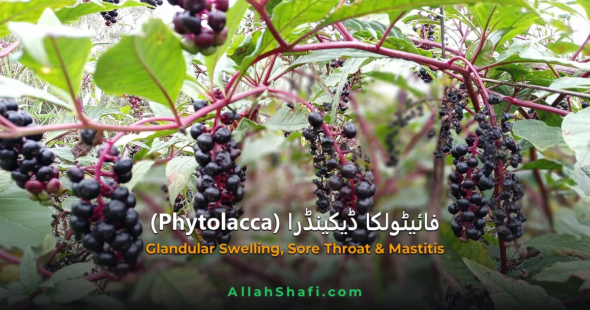 فائیٹولکا ڈیکینڈرا (Phytolacca Decandra) — ہومیوپیتھک دوا کا مکمل تعارف