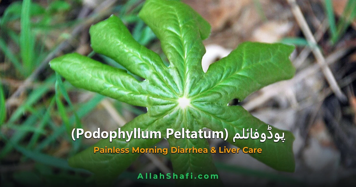 پوڈوفائلم پیلٹیٹم (Podophyllum Peltatum) — ہومیوپیتھک دوا کا مکمل تعارف