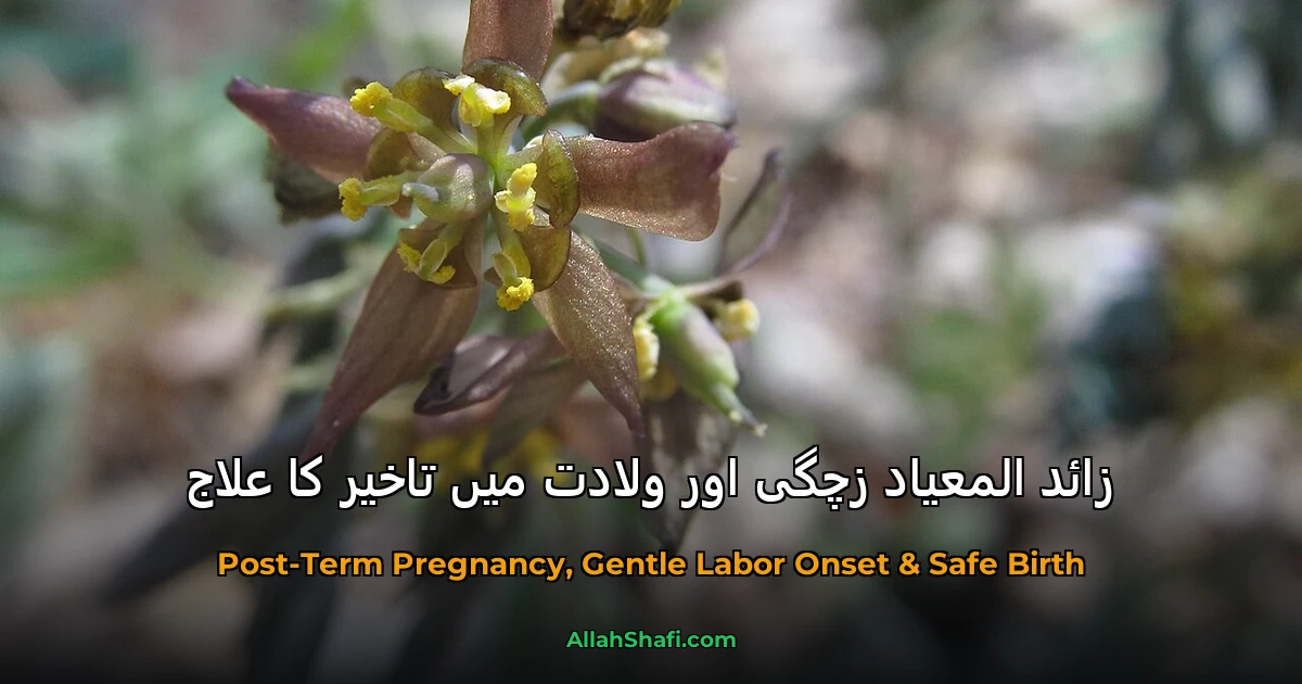 زائد المعیاد زچگی اور ولادت میں تاخیر کا علاج