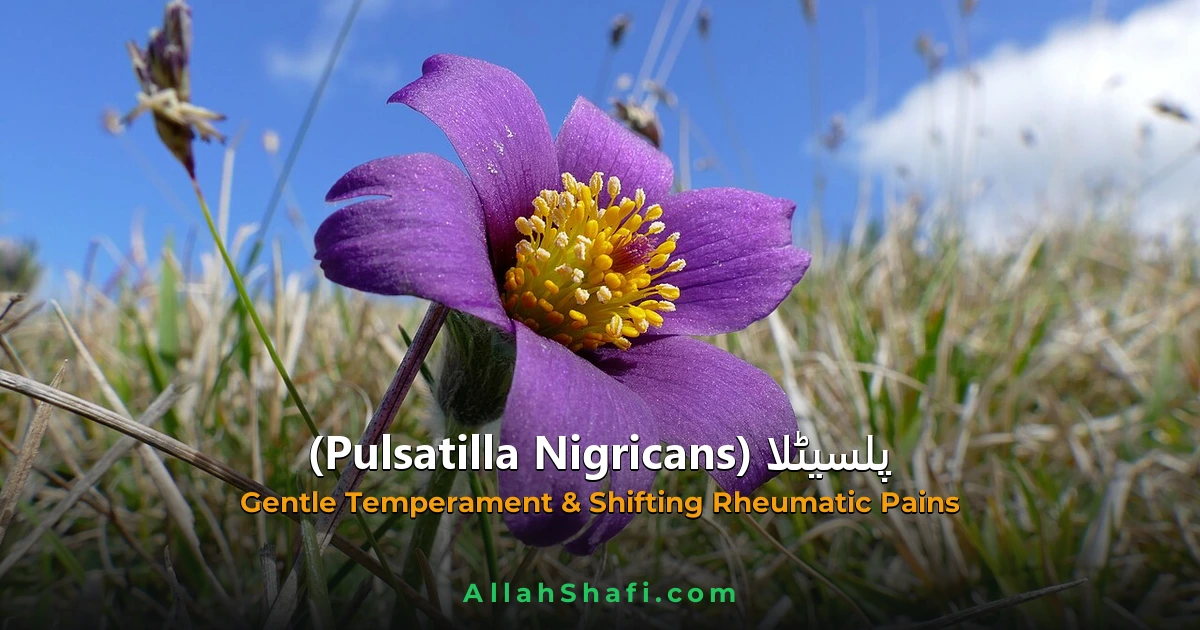 پلسیٹلا (Pulsatilla Nigricans) — مکمل ہومیوپیتھک گائیڈ | علامات، موڈیلٹیز، خوراک اور ادویاتی تعلقات