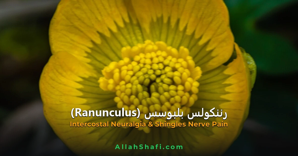 رننکولس بلبوسس (Ranunculus Bulbosus) — ہومیوپیتھک دوا کا مکمل تعارف