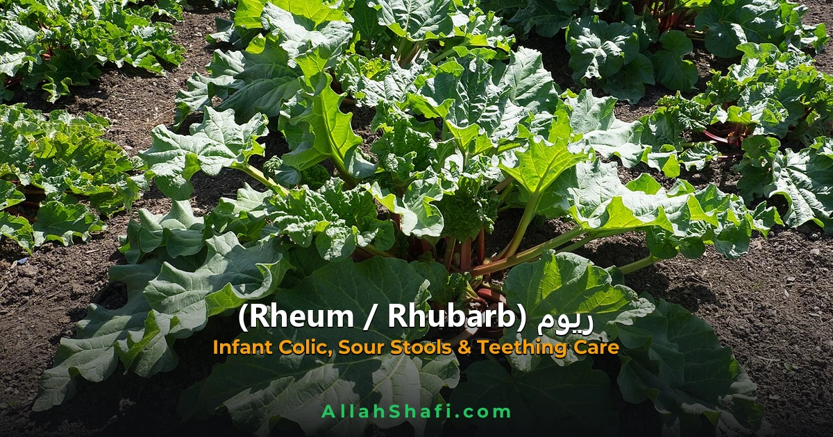 Rheum (Rheum) — ہومیوپیتھک دوا کا مکمل تعارف