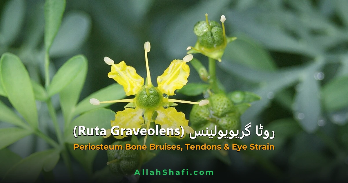 روٹا گر یویلینس