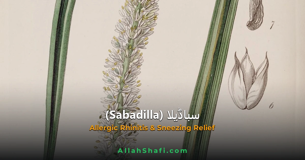 sabadilla sneezing rhinitis ur feat