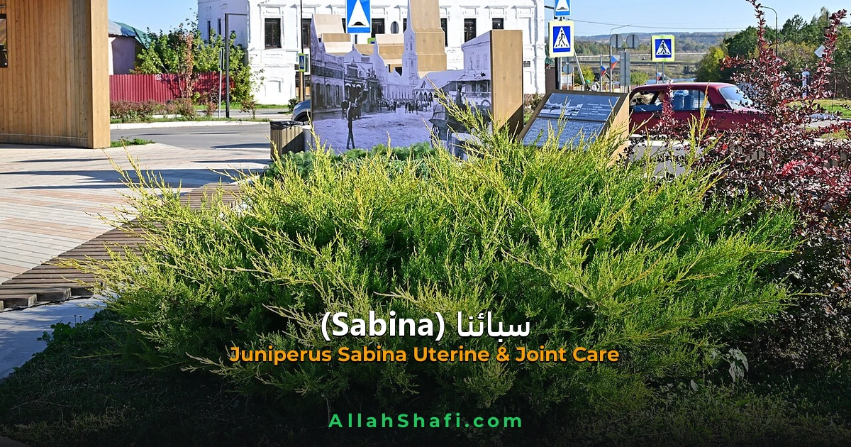 سبائنا (Sabina) — ہومیوپیتھک دوا کا مکمل تعارف
