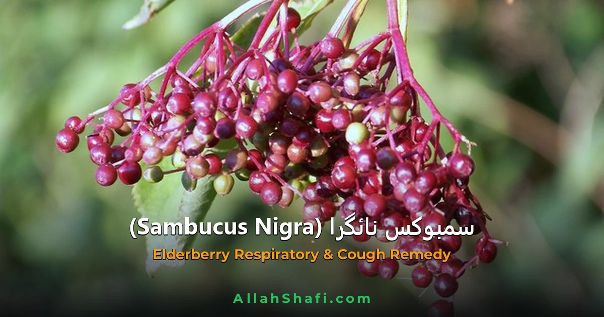 سمبوکس نائگرا (Sambucus Nigra) — ہومیوپیتھک دوا کا مکمل تعارف