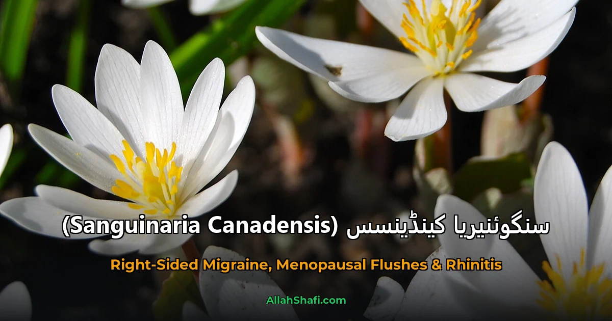 سنگوئنیریا کینڈینسس (Sanguinaria Canadensis)