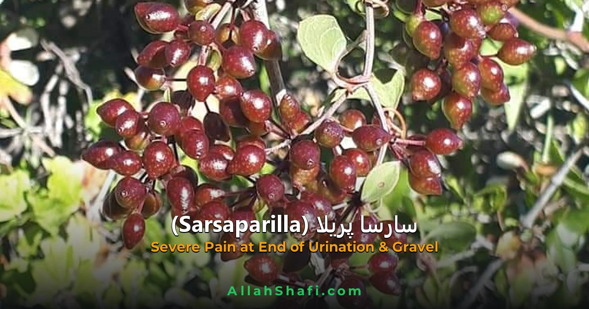 sarsaparilla urinary gravel ur feat