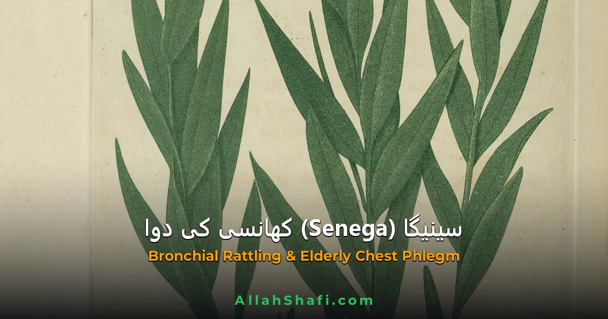 Senega (Senega) — ہومیوپیتھک دوا کا مکمل تعارف
